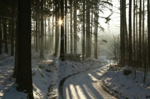 path-leading-through-the-winter-conifer-forest-in-the-direction-of-the-setting-sun